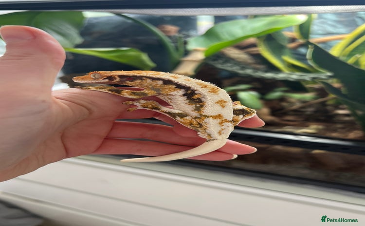 Gecko reptiles - Advert 1