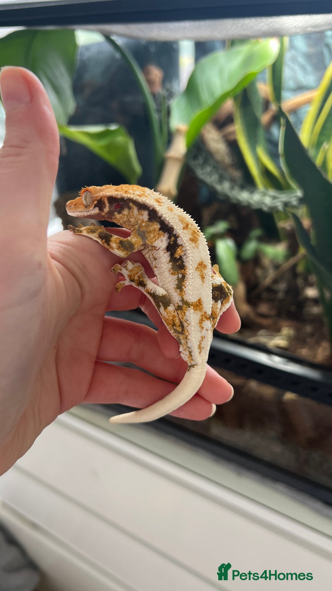 Gecko reptiles for sale: Lily White Crested Gecko - Image 1