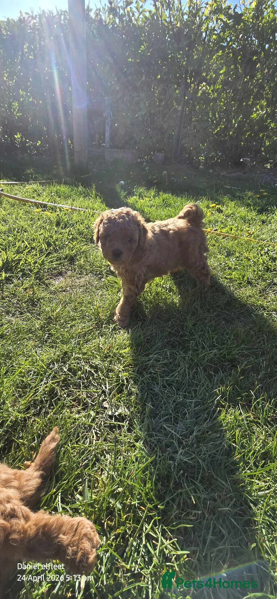 Poochon dogs for sale: Asian red toy.poochon - Advert 6