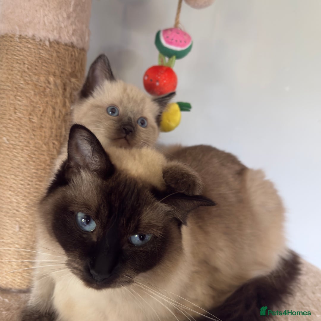 Ragdoll cats for sale: Gorgeous Ragdoll x British Shorthair Kittens  - Image 24