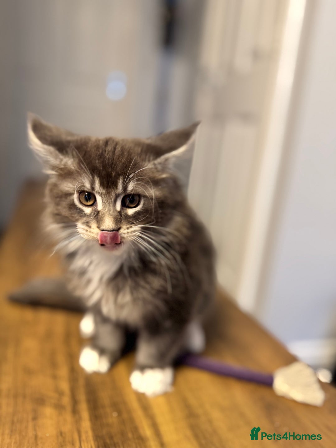 Maine Coon cats for sale: Maine Coon kittens/ Ready to Now    - Advert 2