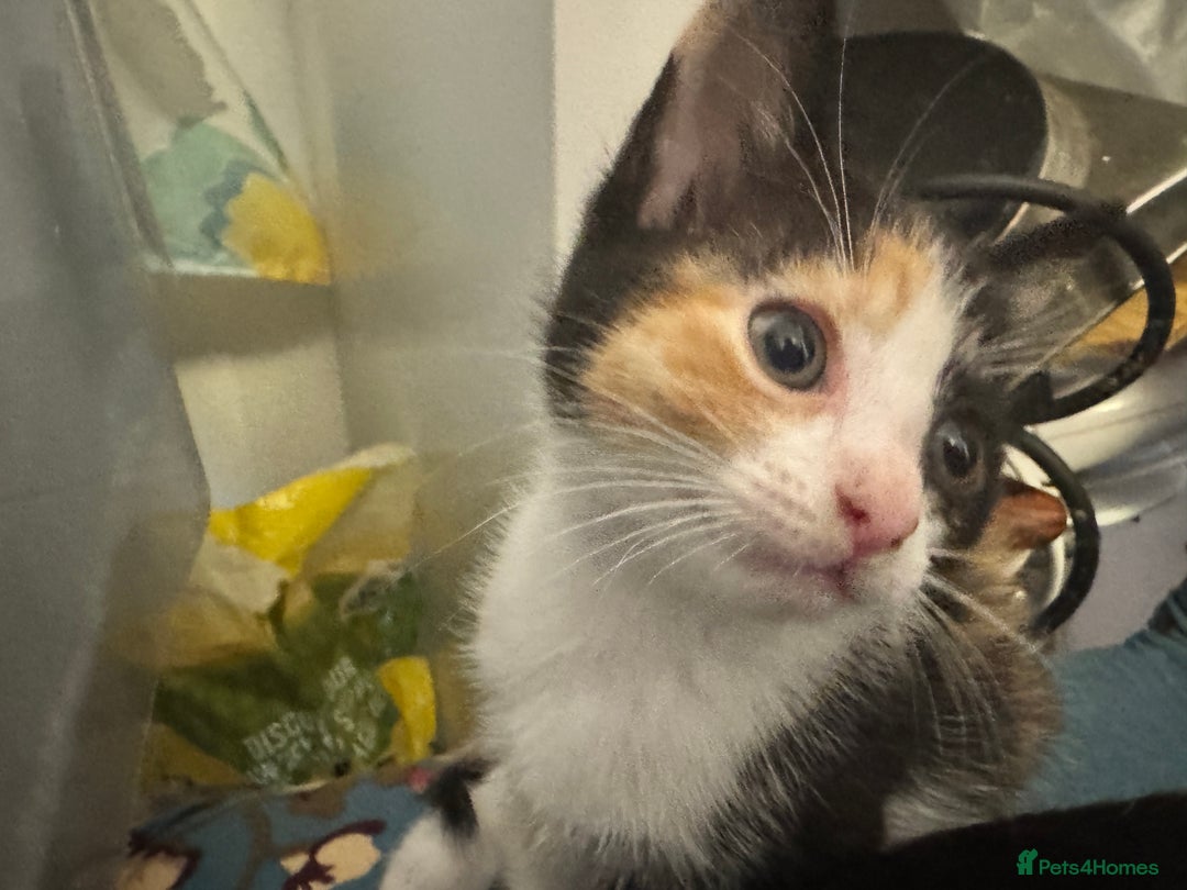 Mixed Breed cats for sale: 2 and half month old kittens for adoption! - Image 10