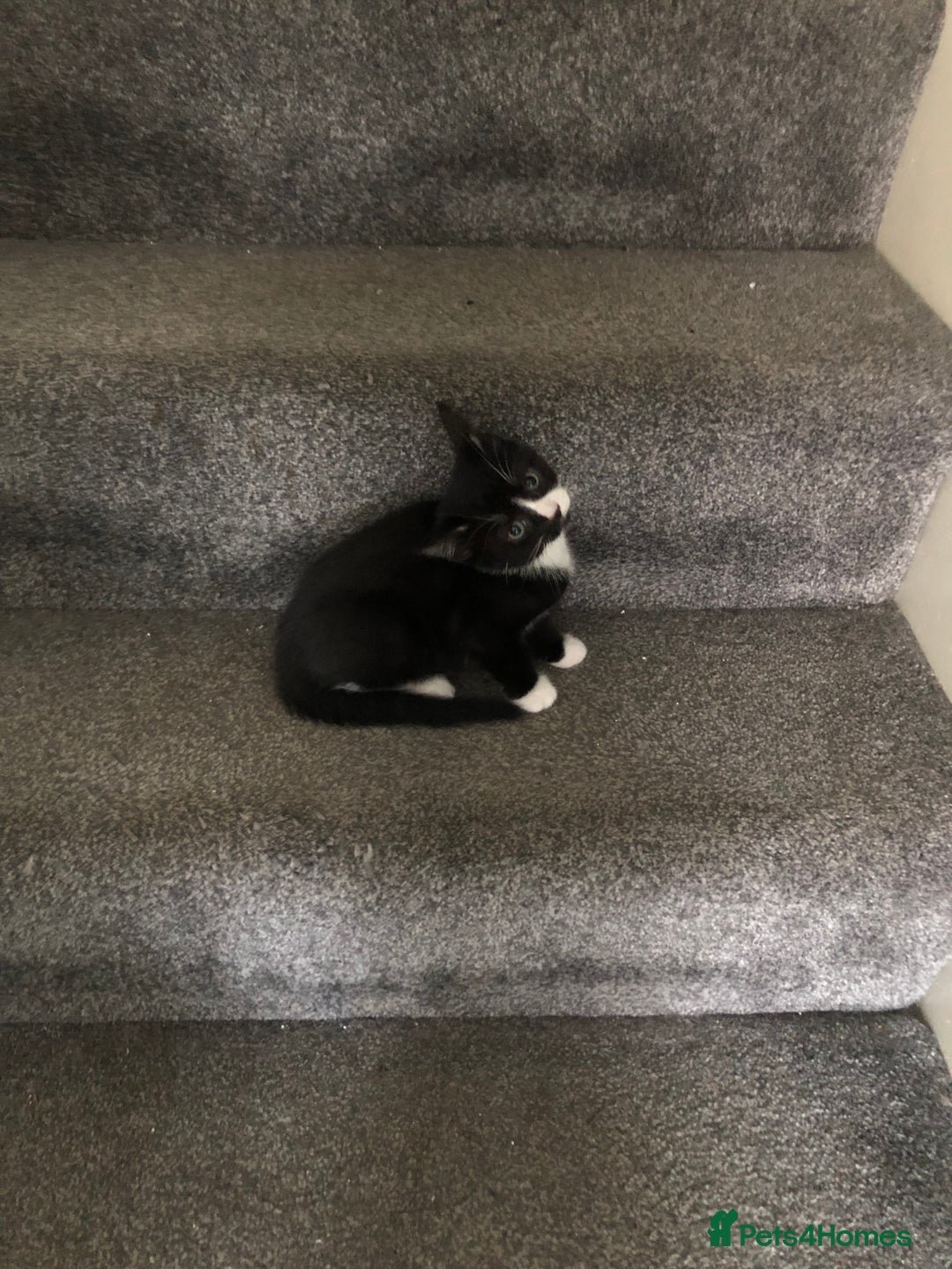 Mixed Breed cats for sale: 4 affectionate, playful kittens for sale. - Advert 5