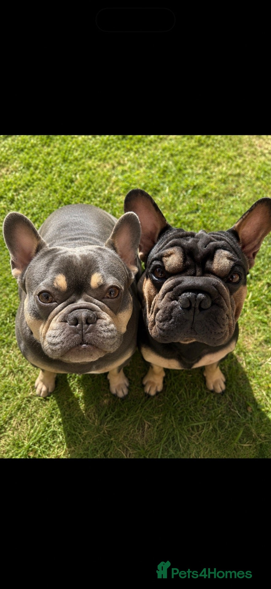 French Bulldog dogs 2 male French bulldog  - Advert 10