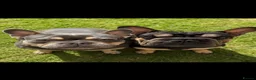 French Bulldog dogs for sale: 2 male French bulldog  in Hull - Advert 1