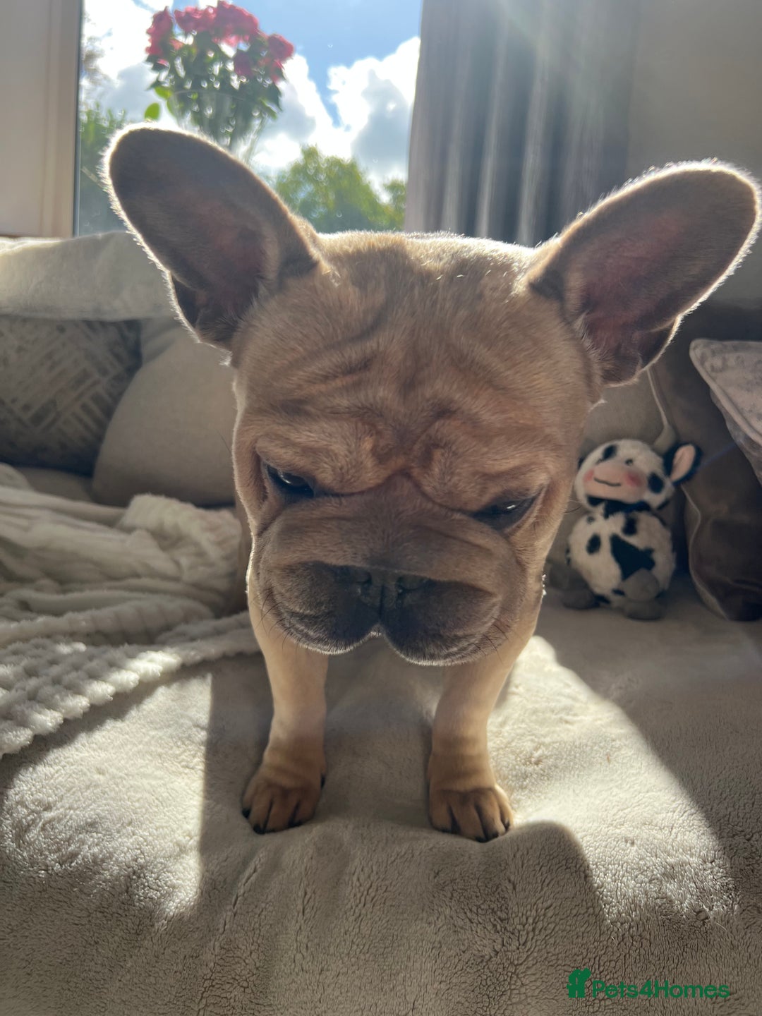 French Bulldog dogs for stud:  ** Rope Fawn French Bulldog - Advert 4
