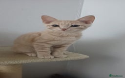 British Shorthair cats for sale: Cream male kitten  - Image 1