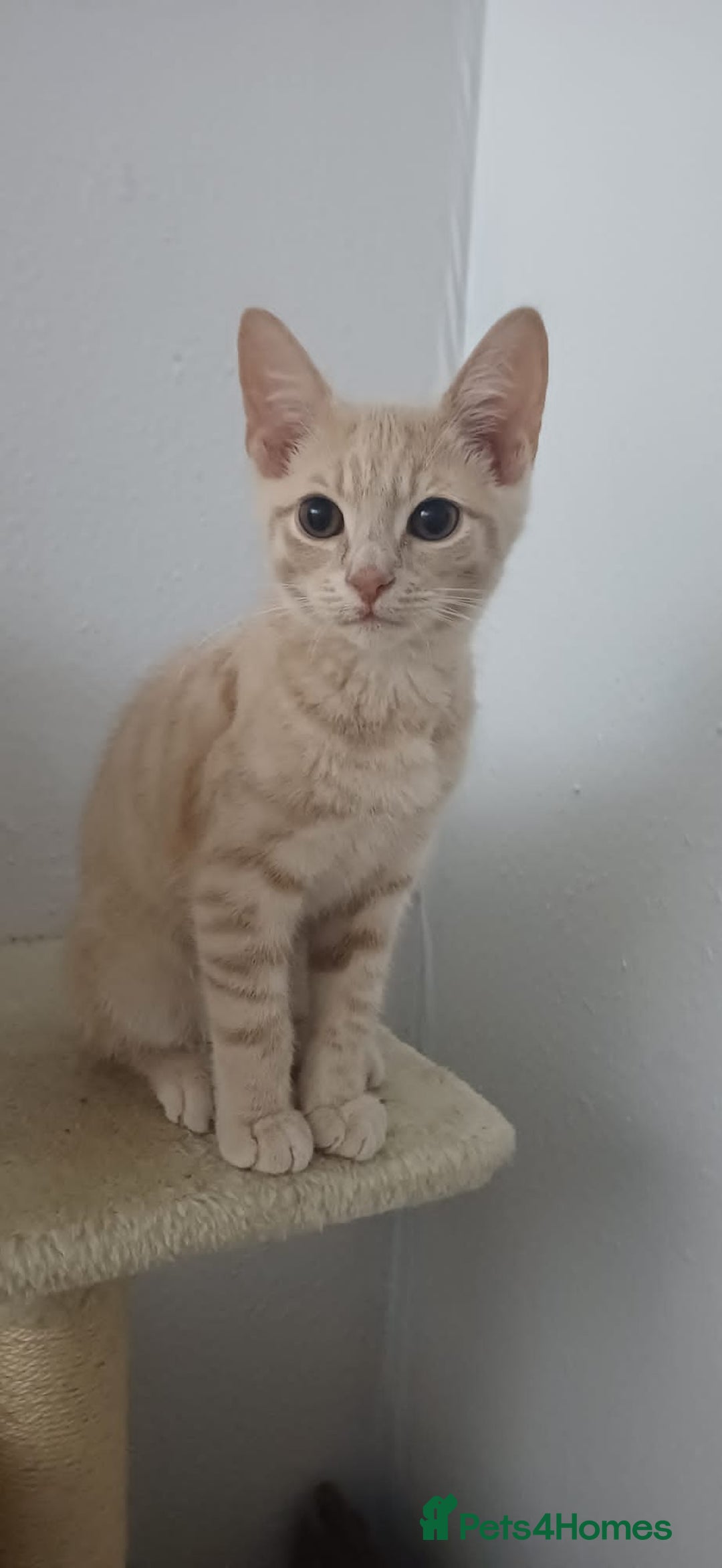 British Shorthair cats for sale: Cream male kitten  - Image 1