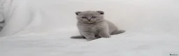 Scottish Fold cats for sale: Sottish Fold Beautiful kittens🐾 - £650 Each - Advert 14