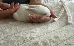 Mini Lop rabbits for sale: Adorable Baby Bunnies🥰- Mini Lops Mixed  - Image 6