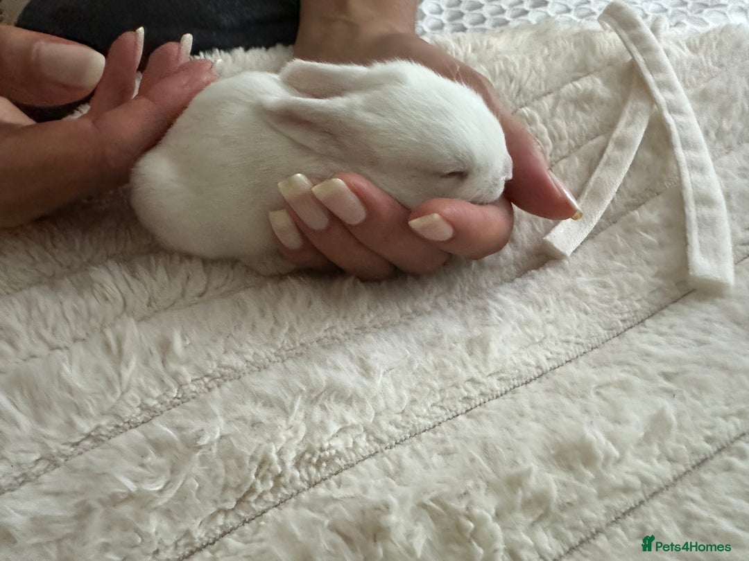 Mini Lop rabbits for sale: Adorable Baby Bunnies🥰- Mini Lops Mixed  - Image 6