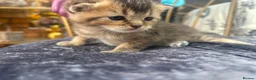 British Shorthair cats for sale: Exquisite British shorthair kittens - Advert 18
