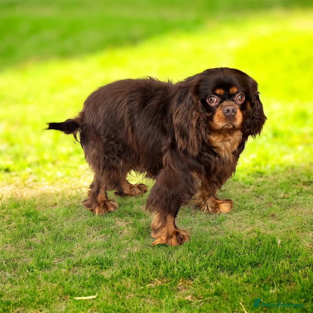 Cavalier King Charles Spaniel dogs for stud:  🍫kC Chocolate Cavalier King Charles 🍫  - Advert 2
