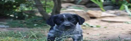 Cocker Spaniel dogs for sale: Working cockers  - Advert 19