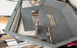 Mini Lop rabbits for sale: Lop & Lion head Rabbit  - Image 7