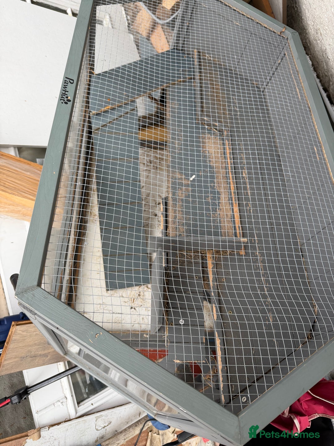 Mini Lop rabbits for sale: Lop & Lion head Rabbit  - Image 7