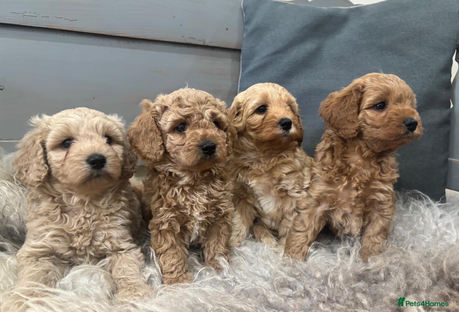 Cavapoochon dogs 🩷💙Beautiful Cavapoochon Puppies💙🩷 - Advert 1