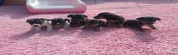 Jack Russell dogs for sale: Jack russell puppies  - Advert 7