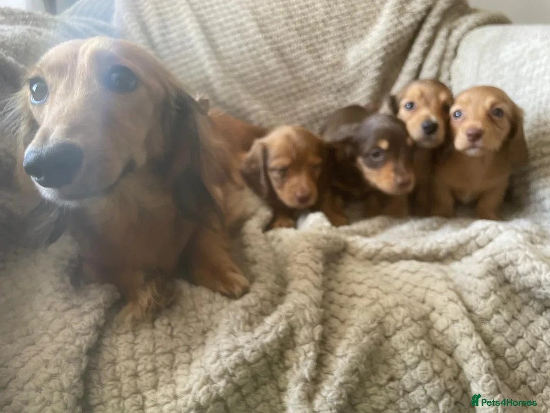 Miniature Dachshund dogs for sale: Qualiyy Miniature Long Haired Dachshunds in Bridgend - Advert 1