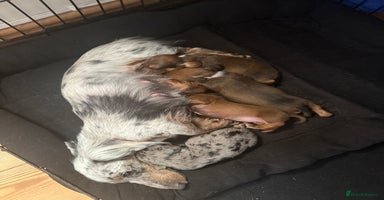 Miniature Dachshund dogs 2 handsome miniature dachshund puppies  - Advert 2