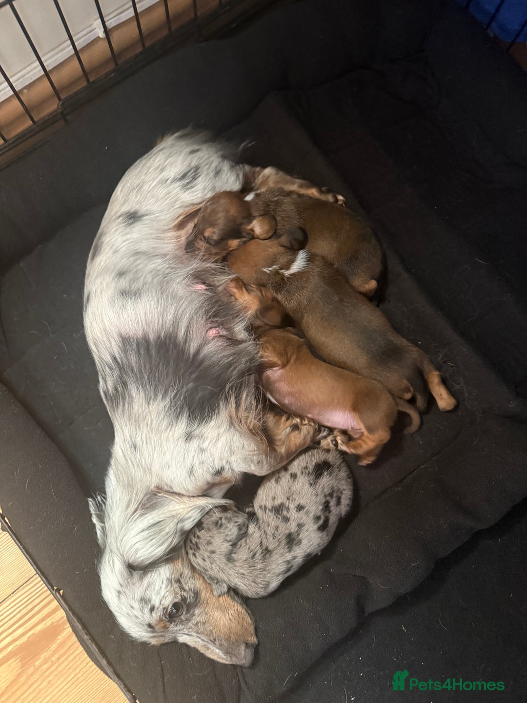 Miniature Dachshund dogs for sale: 2 handsome miniature dachshund puppies  - Advert 2