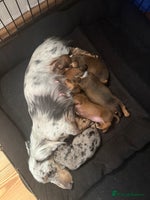 Miniature Dachshund dogs 2 handsome miniature dachshund puppies - Advert 2