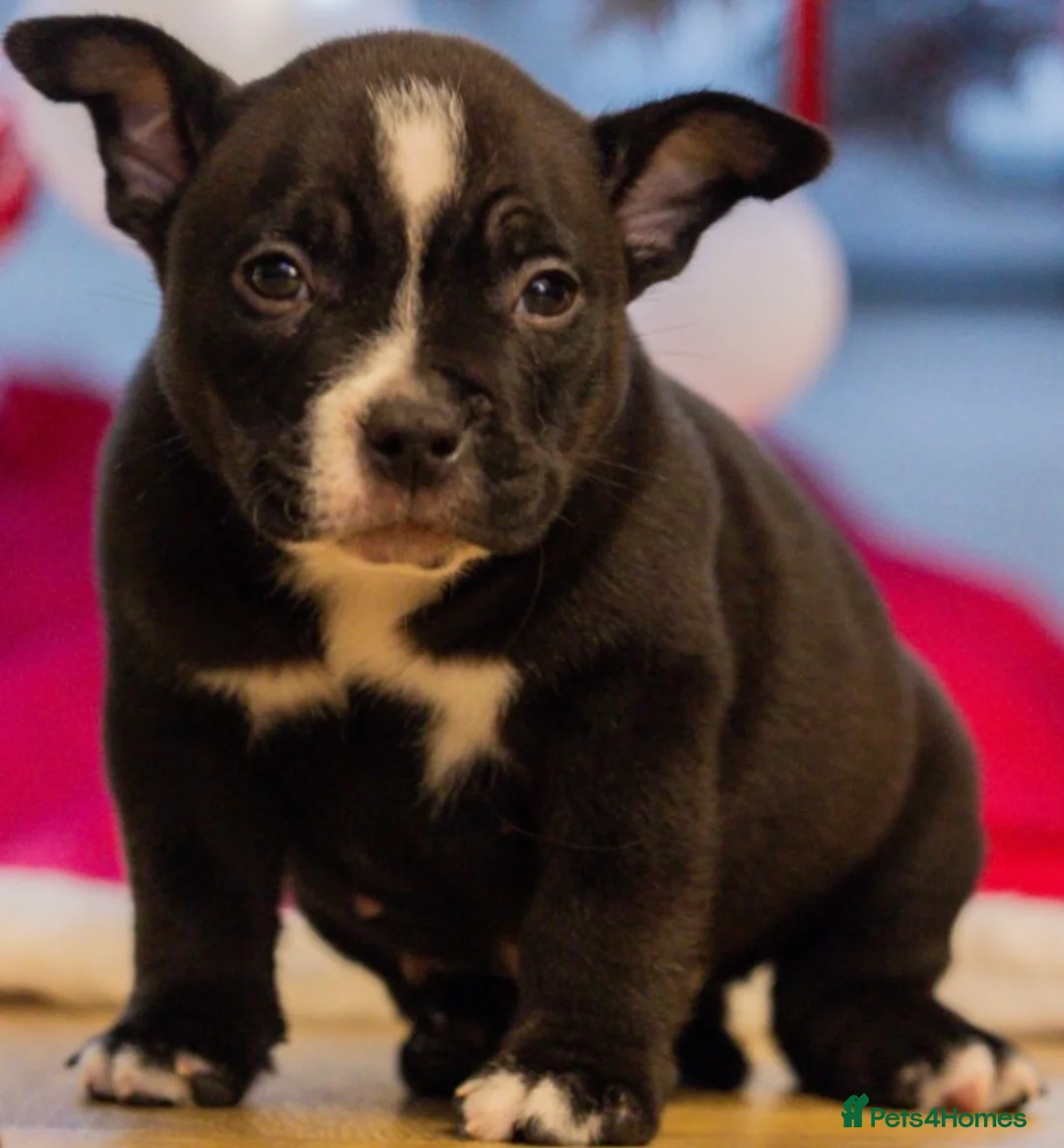 American Bully dogs for sale: American Pocket Bully - Advert 12