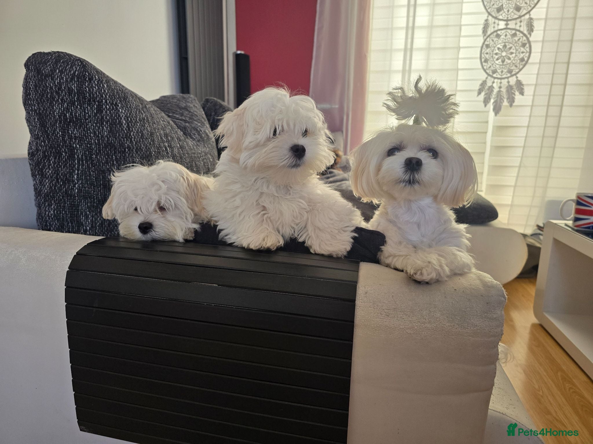 Maltese dogs Adorable Maltese Puppies for Sale - Advert 18
