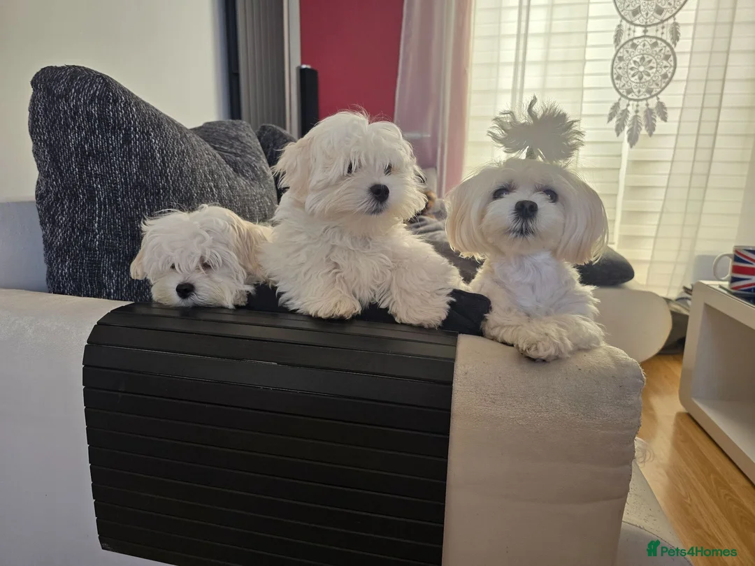 Maltese dogs for sale: Adorable Maltese Puppies for Sale - Advert 1