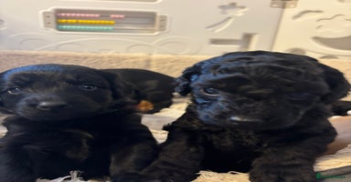 Mixed Breed dogs - Advert 12