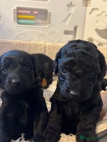 Mixed Breed dogs - Advert 9