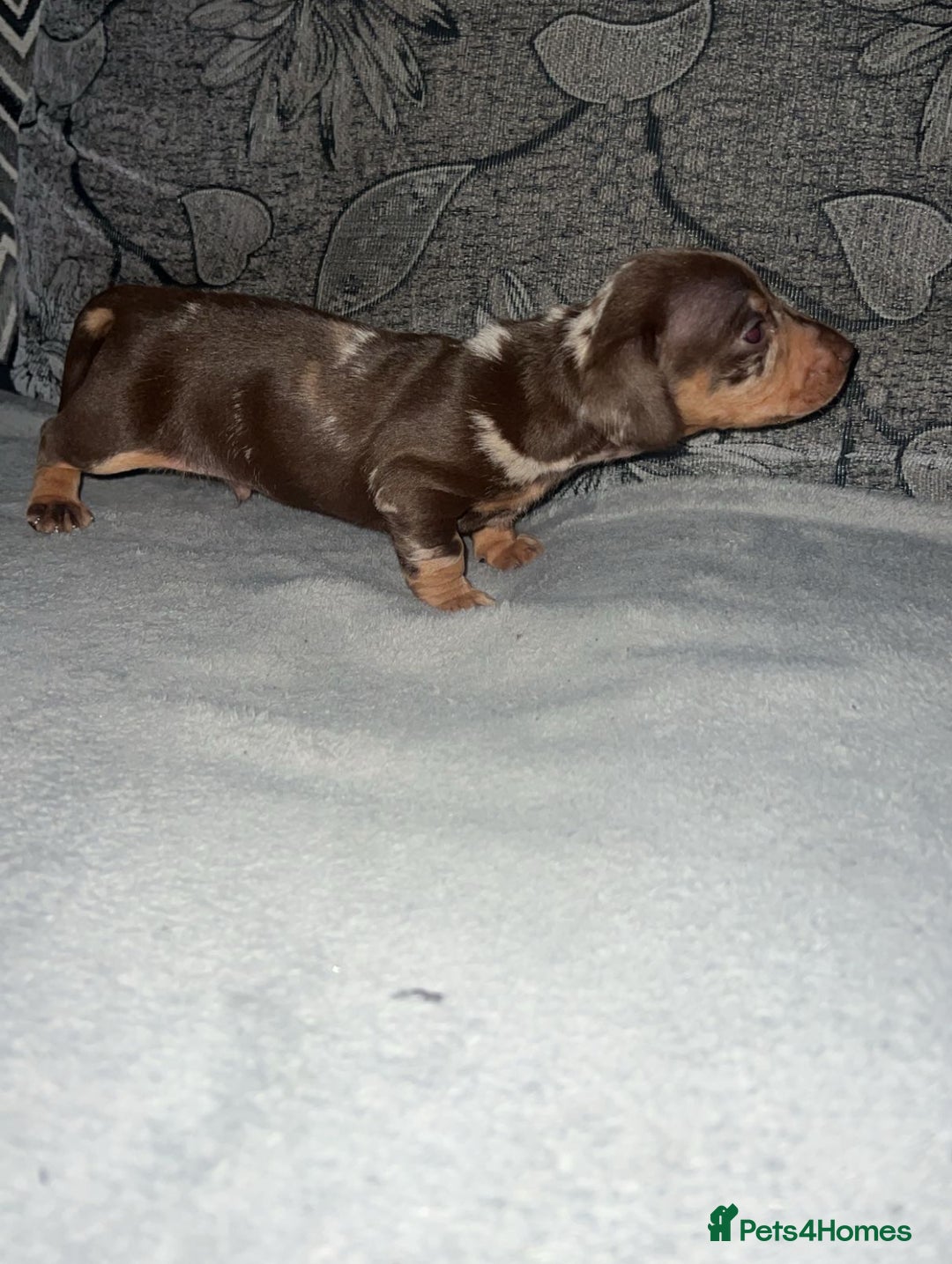 Miniature Dachshund dogs for sale: Mini dauchunds puppies - Advert 27
