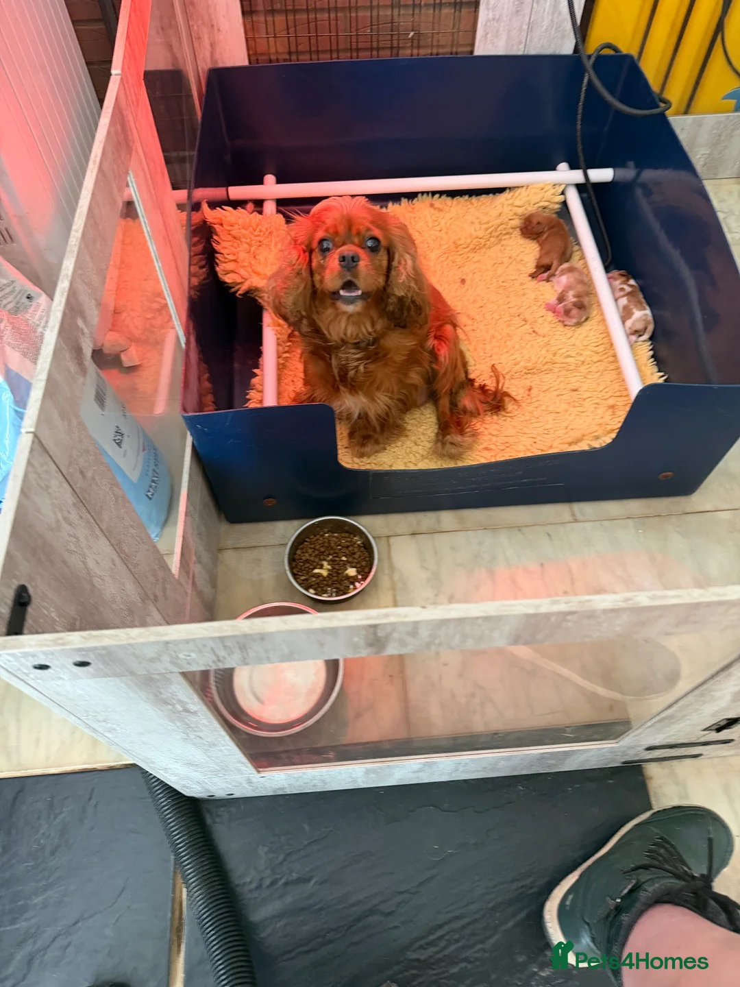 Cavalier King Charles Spaniel dogs for sale: KC reg 2 boys 2 girls - Advert 1