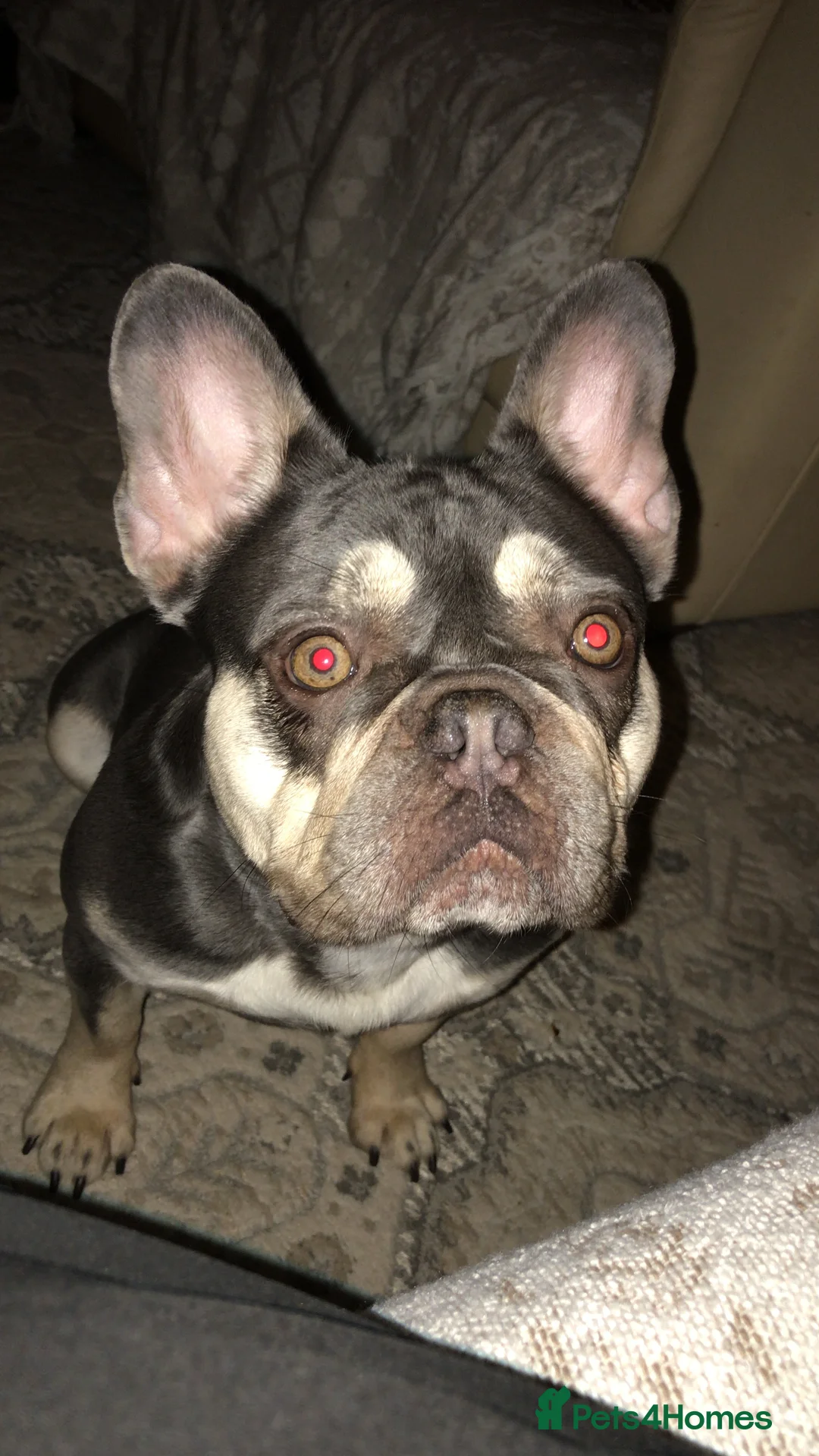 French Bulldog dogs for sale: Beautiful litter of 10 French bulldogs! - Advert 11