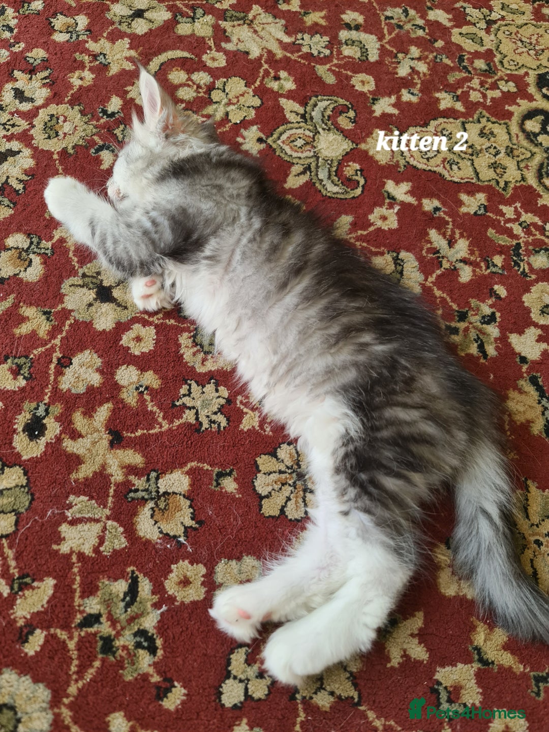 Maine Coon cats for sale: 2 MaineCoon boys - Image 16