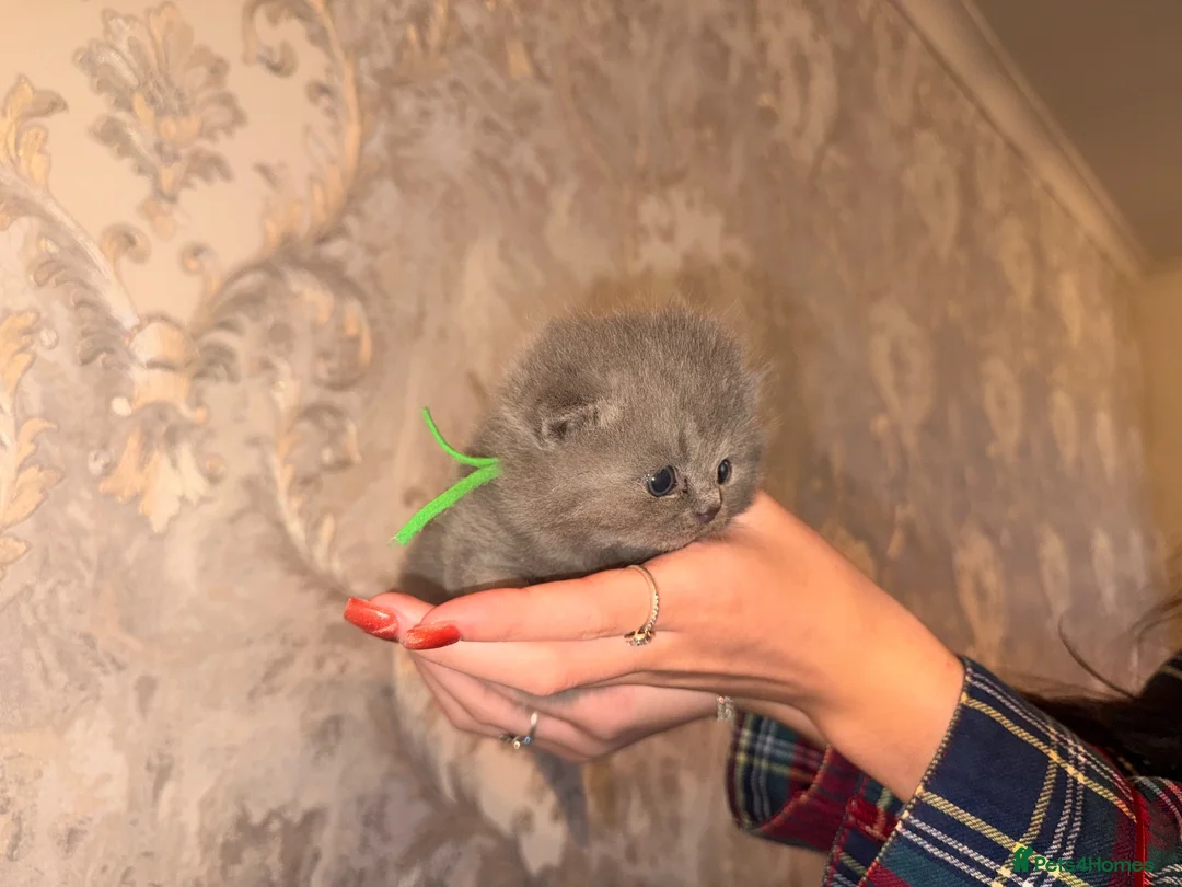 British Shorthair cats for sale: Imperial Grand Champion sired British Shorthairs  in Manchester - Advert 14