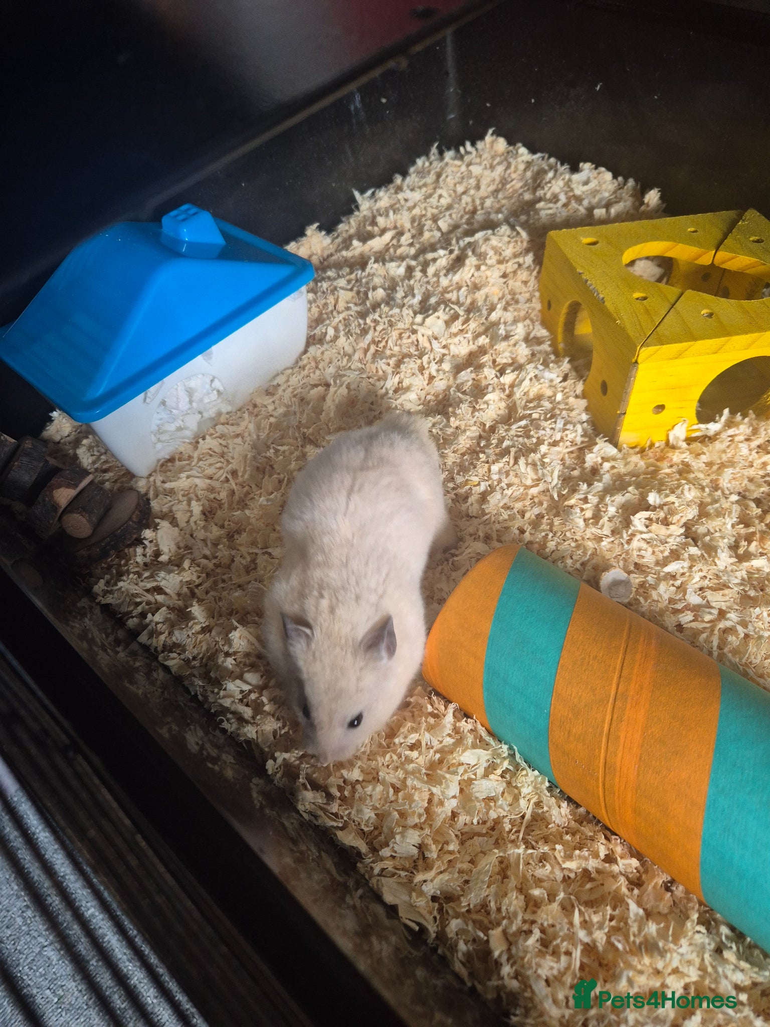 Hamster rodents for sale: Male Syrian hamster with cage and accessories  - Advert 2