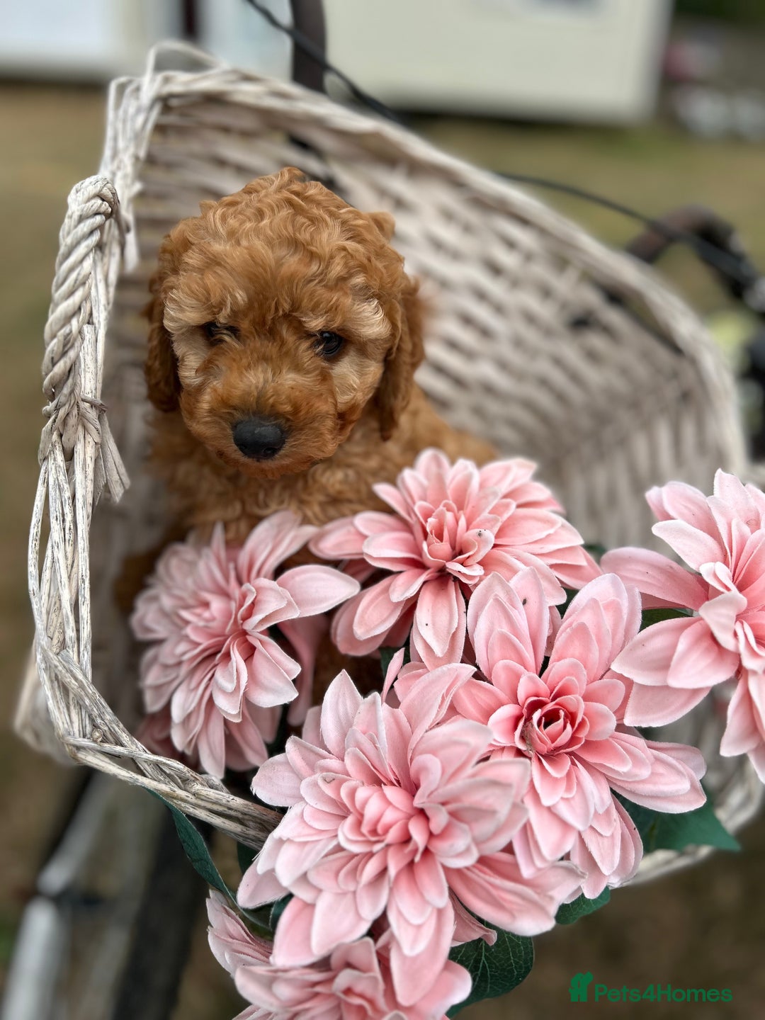 Cockapoo dogs for sale: YANKYDOODLES  ( COCKERPOOS) - Image 8