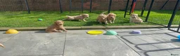 Double Doodle dogs for sale: Health and DNA tested Double Doodles - Advert 18