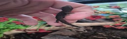 Gecko reptiles for sale: Mourning geckos subadult - Advert 2