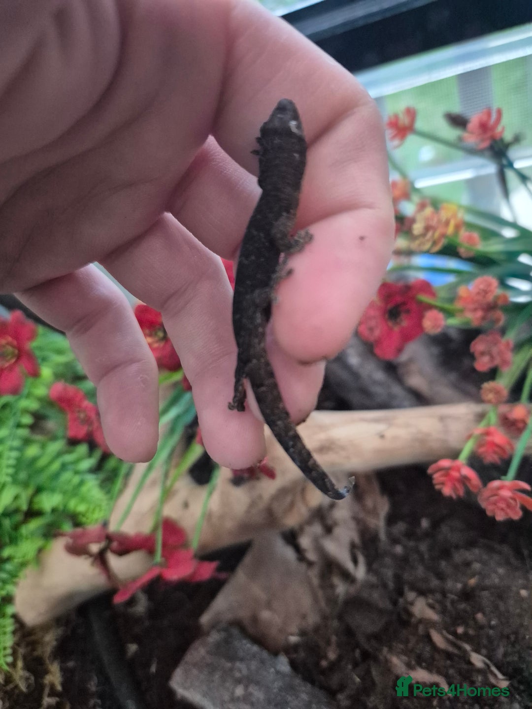 Gecko reptiles for sale: Mourning geckos subadult - Advert 2