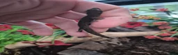 Gecko reptiles for sale: Mourning geckos adult - Advert 2