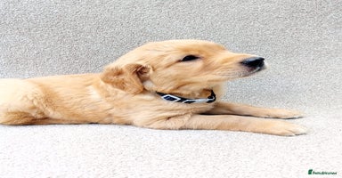 Golden Retriever dogs - Advert 2