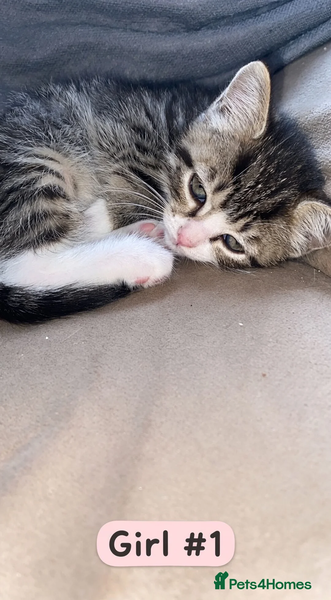 Mixed Breed cats for sale: 5 Beautiful Fluffy Kittens!! - Advert 2