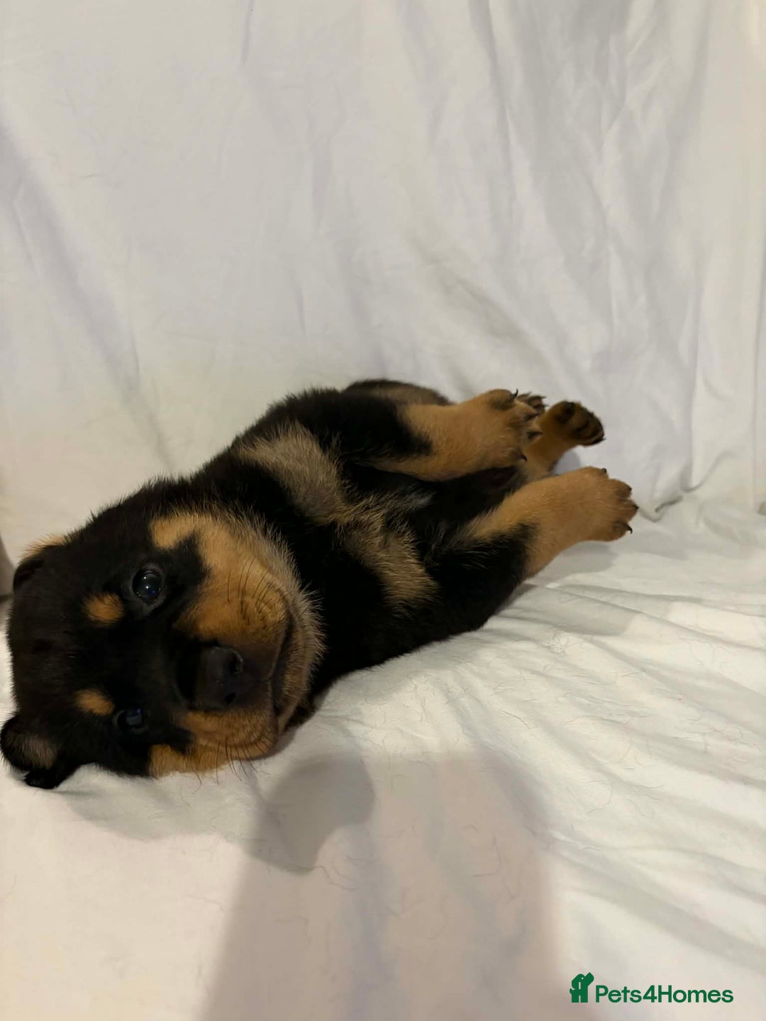 Rottweiler dogs for sale: Stunning Rottweiler puppies - Advert 26