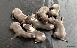 Whippet dogs for sale: Blue KC Boy "adorable" - Image 10