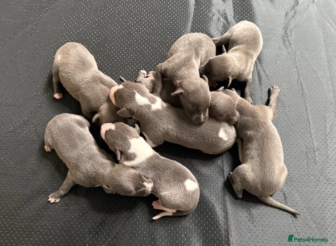 Whippet dogs for sale: Blue KC Boy "adorable" - Image 10