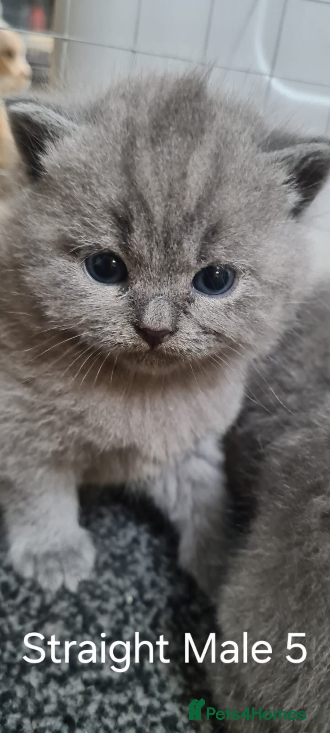 Scottish Fold cats for sale: Scottish Fold/British Shorthair Kittens  - Advert 6