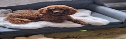Miniature Poodle dogs for sale: Beautiful red kc miniature poodle male import - Advert 4