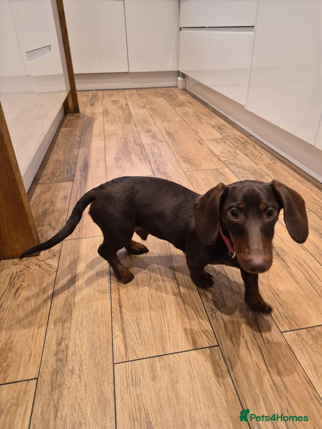 Dachshund dogs for sale: Dash  in Manchester - Advert 3